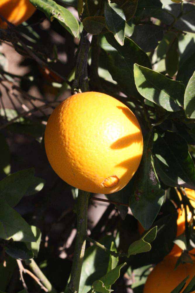              Fruit (Riverside, CA)       